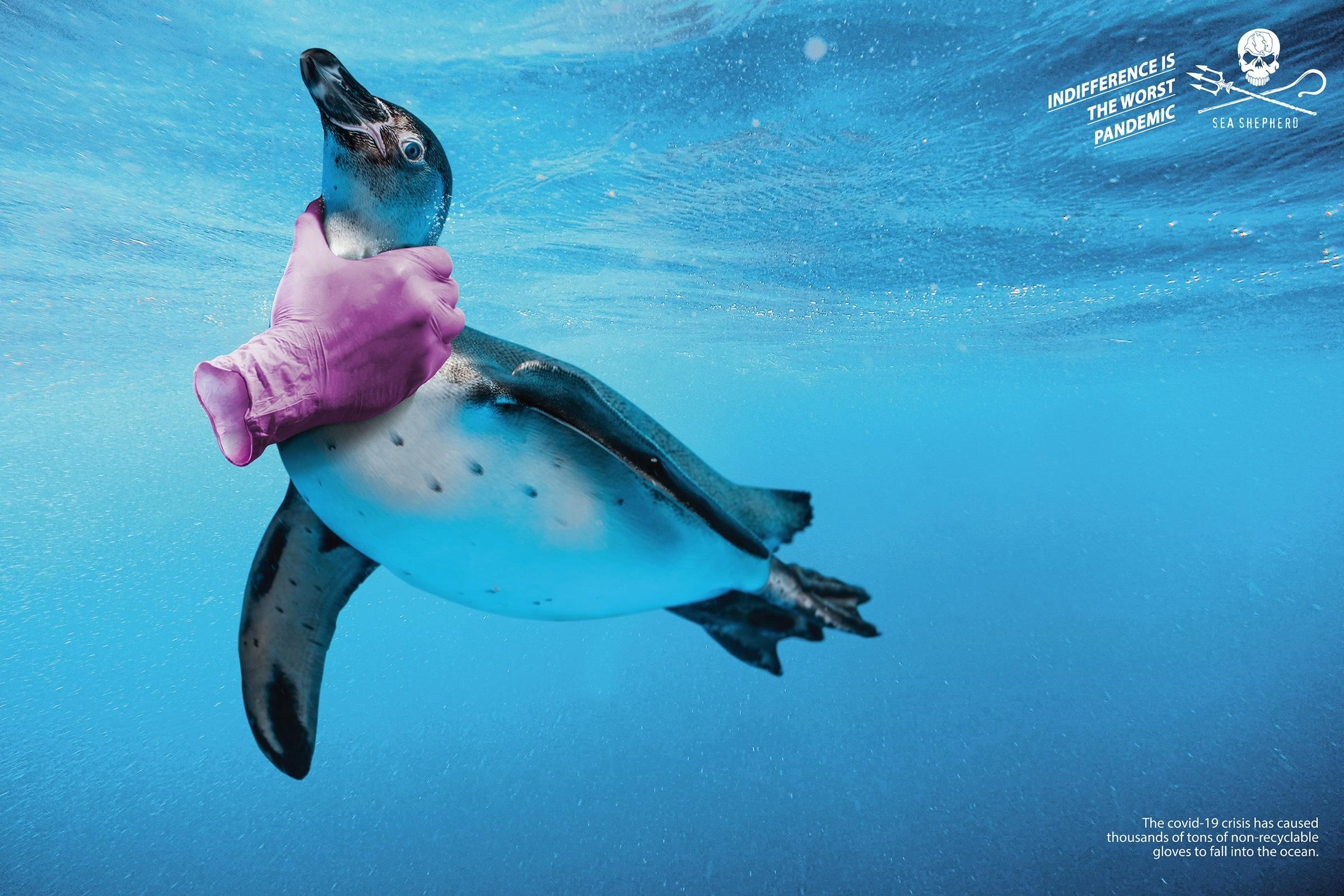 6 Sea Shepherd ad
